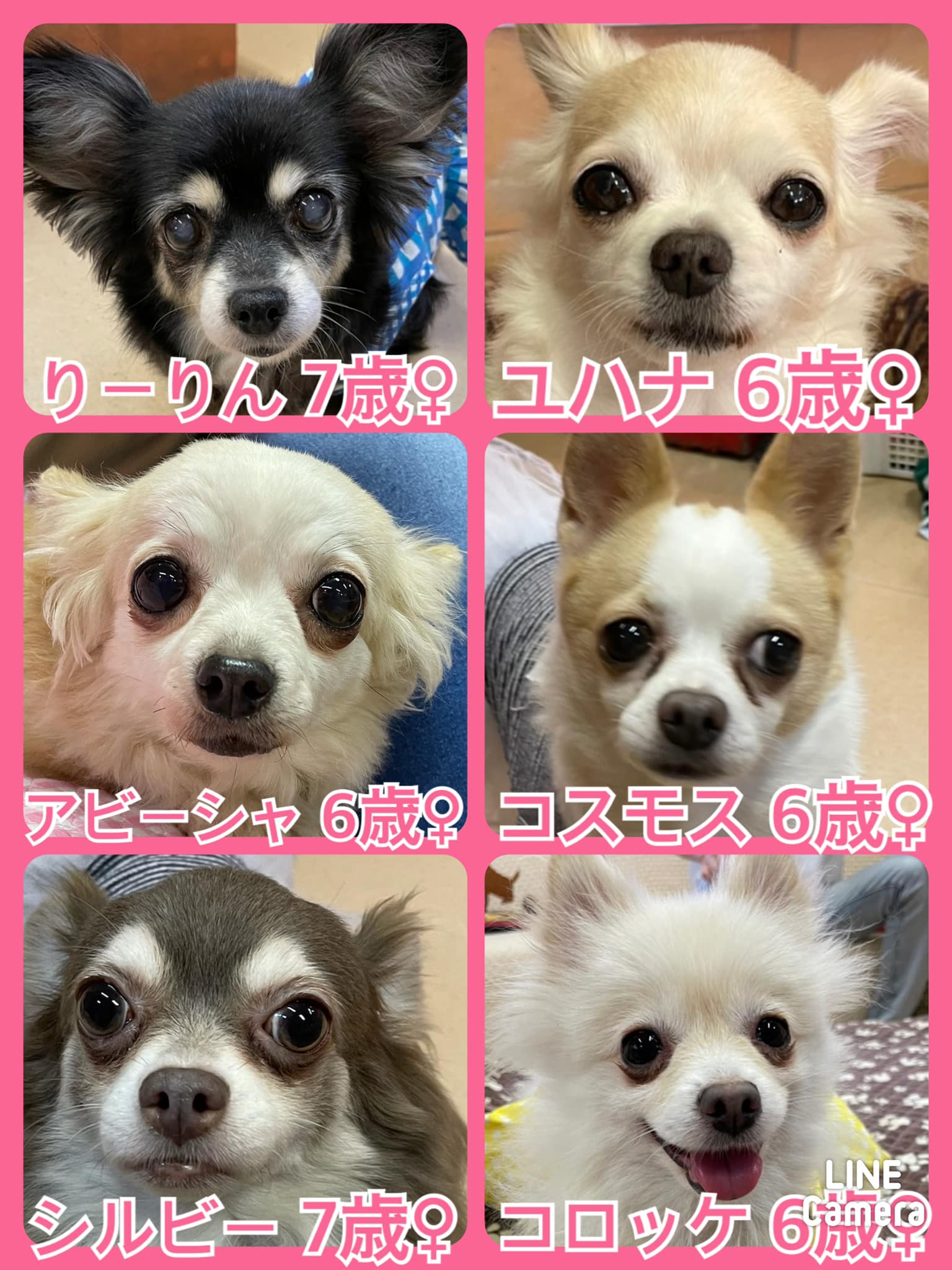 🐾今日の里親様募集中ワンコ🐶メンバーです🐾2022,6,12【保護犬カフェ天神橋店】